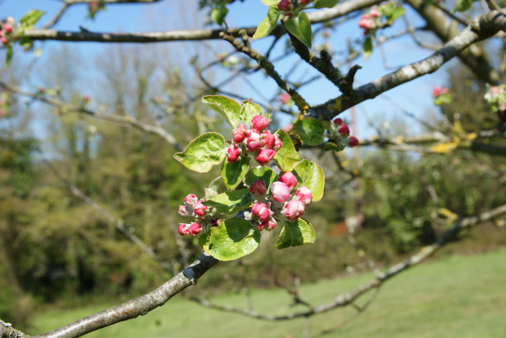 Pommier en fleur