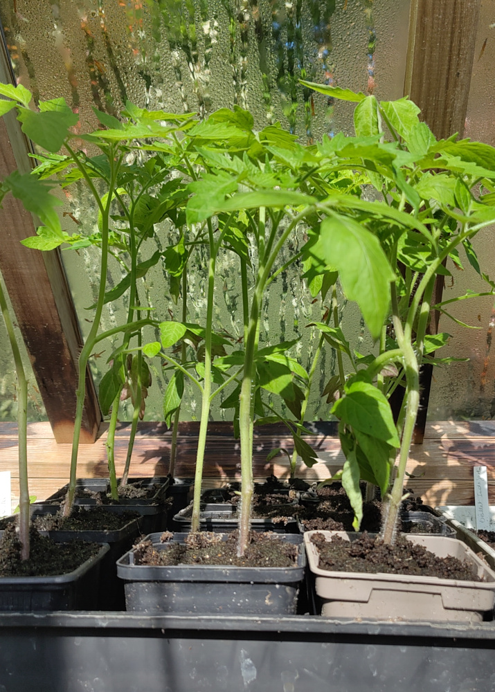 Plants de tomates prêts pour le potager VIE à côté de l'école des Sables